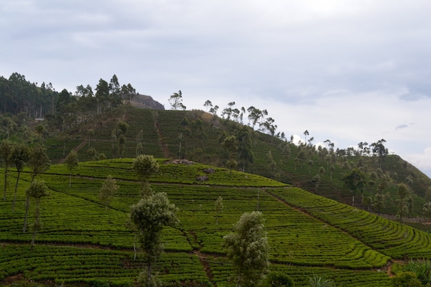 Groene theegewassen en mist in Haputale, Sri Lanka