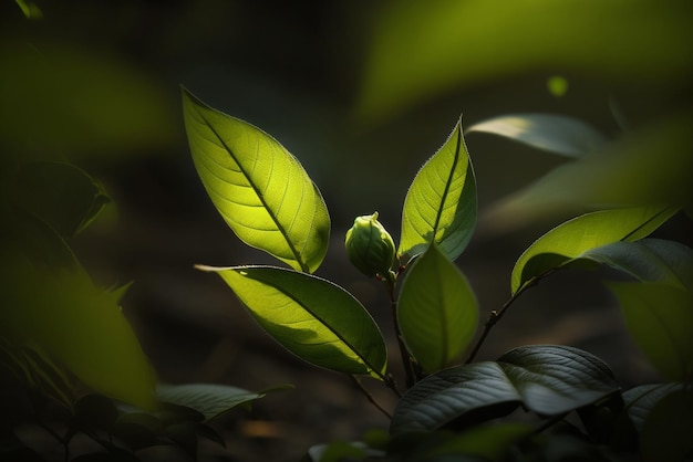 groene theeknop en verlaat groene theeplantages in de ochtend