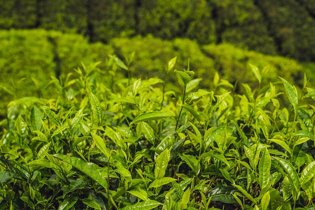 Groene theeknop en verse bladeren. Theeplantages