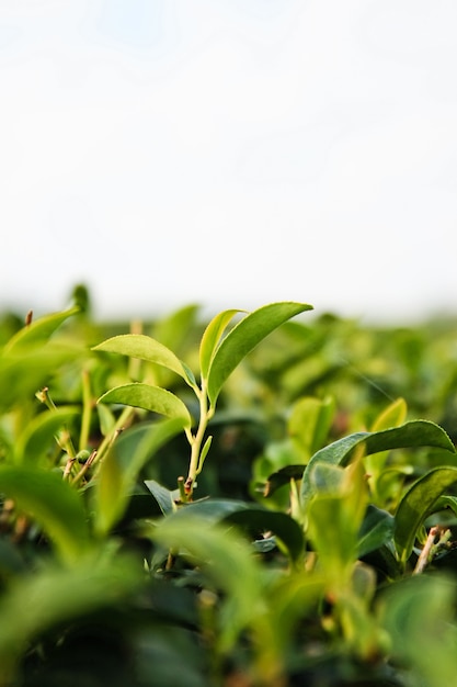 Groene theeknop en verse bladeren