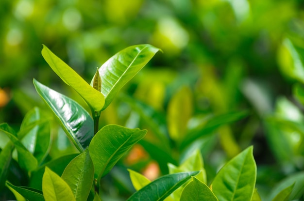 Groene theeknop en verse bladeren