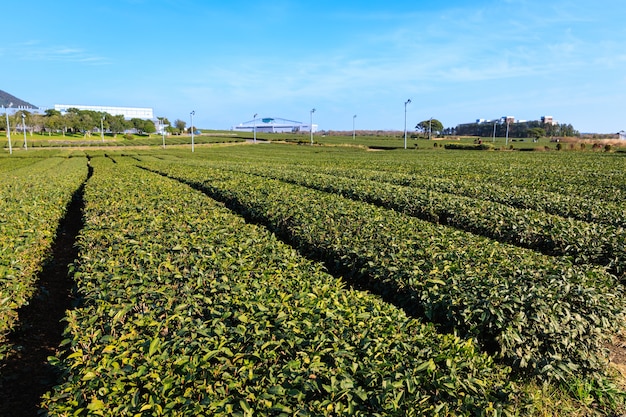 groene theeplantage in Zuid-Korea