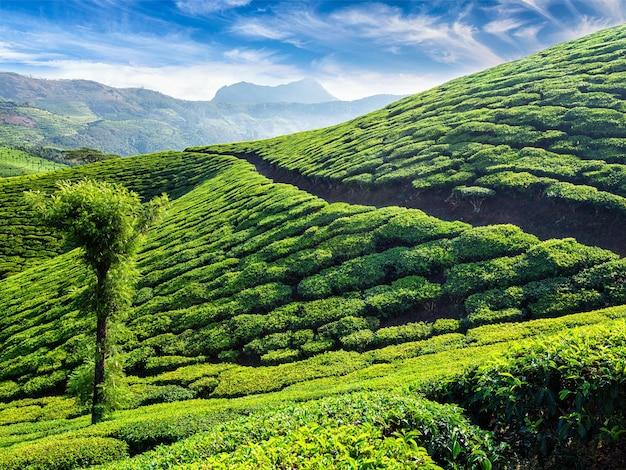 Groene theeplantages in de ochtend Munnar Kerala staat India