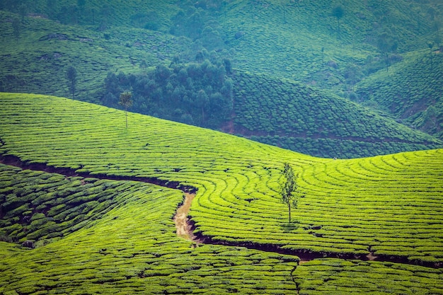 Groene theeplantages in Munnar, Kerala, India