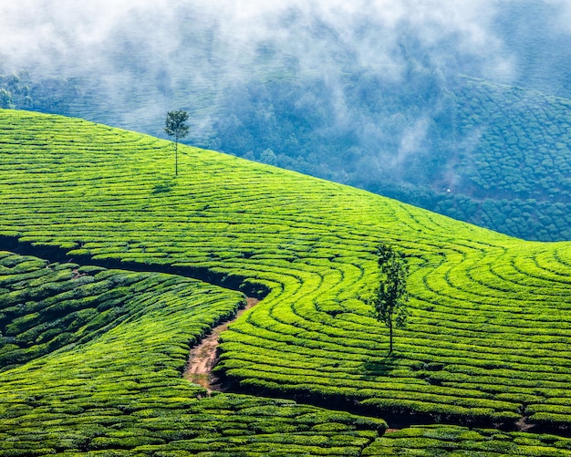 Groene theeplantages in Munnar, Kerala, India