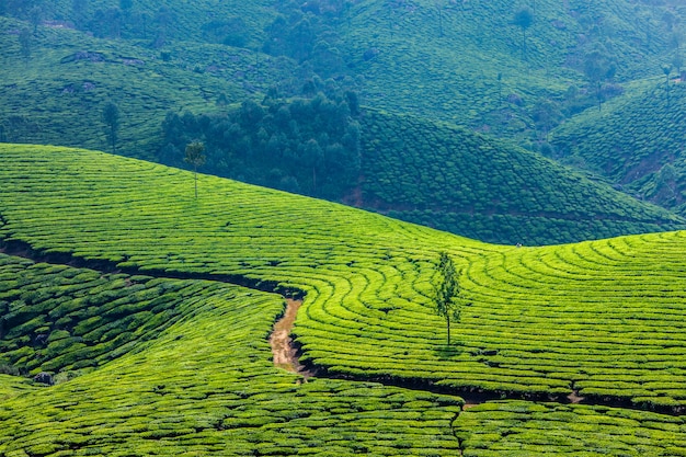 Groene theeplantages in munnar, kerala, india