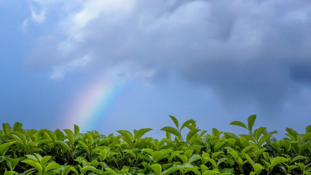 groene theeplantages met regenboog in de lucht