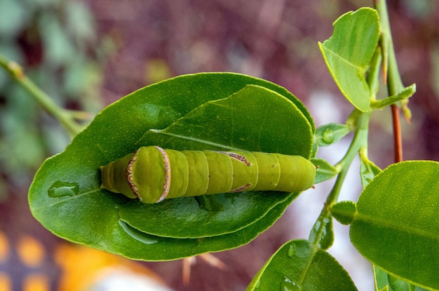 Groene theeworm