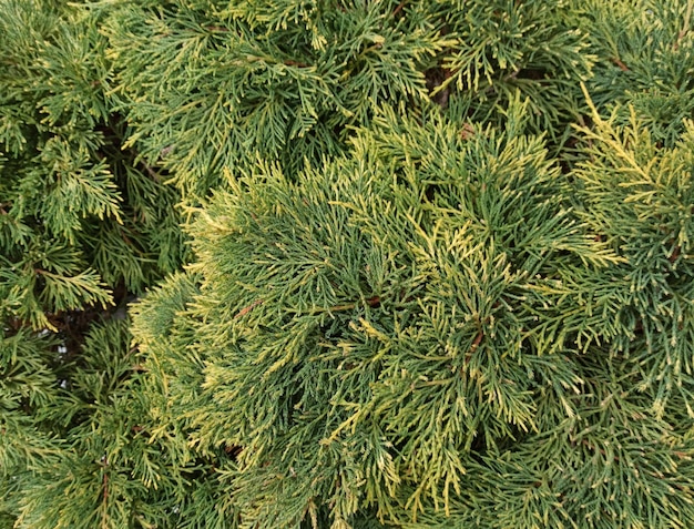 Groene thuja close-up foto Thuja achtergrondstructuur