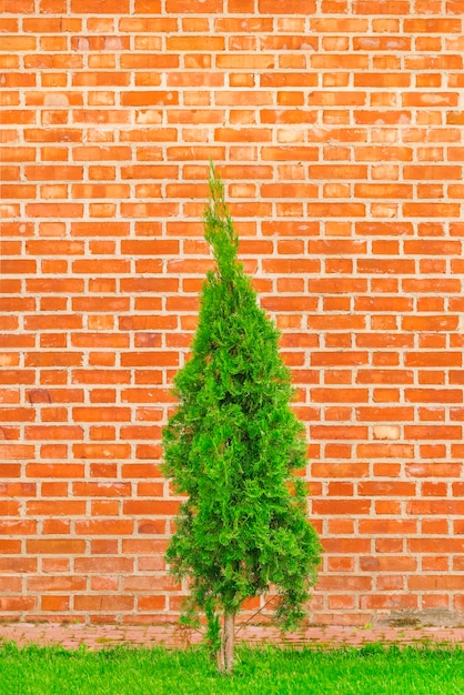 Foto groene thuja op een achtergrond van rode bakstenen muur