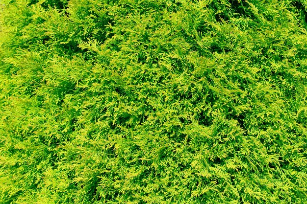 Groene thuja takken close-up bloemige natuurlijke achtergrond