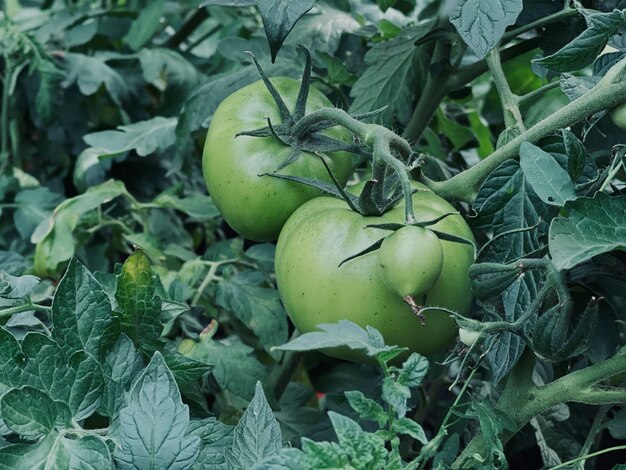 Groene tomaat groeit en rijpt op de gryatka in de tuin