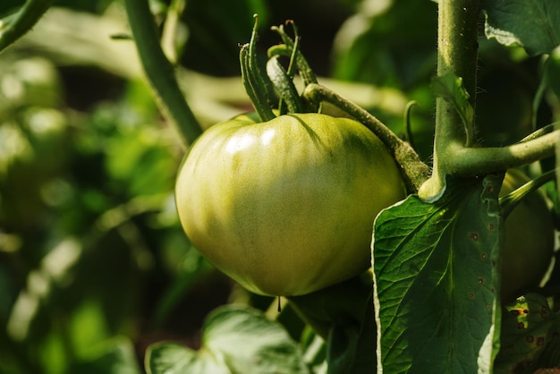 Groene tomaat hangt aan een stengel Huisgroente kweken in een moestuin