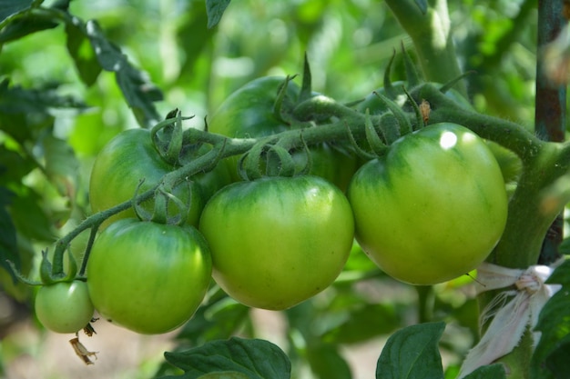 groene tomaat in de tuin