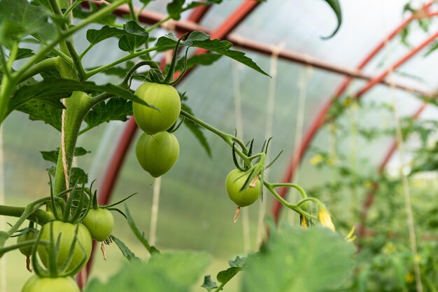 Foto groene tomaten groeien aan een tak oogst een tomaat in de zon