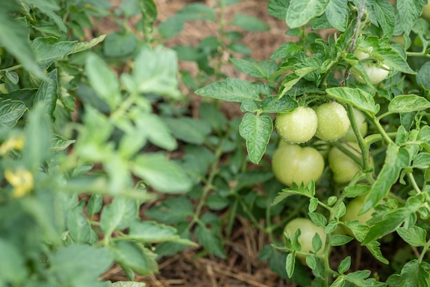 Groene tomaten groeien in de zomer in een moestuin