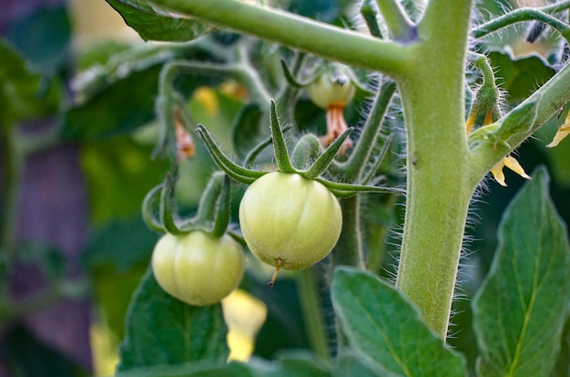 groene tomaten groeien in een moestuin