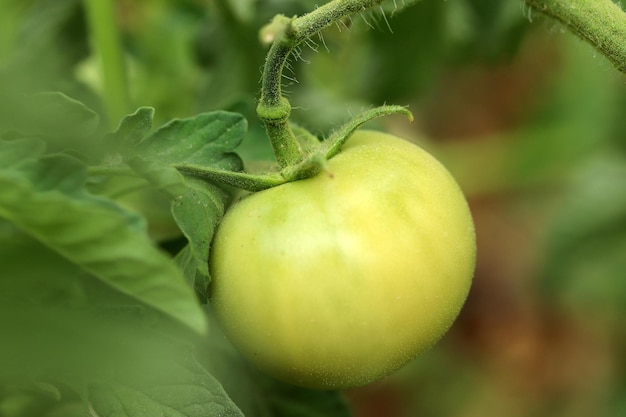 Groene tomaten groeien op de tak