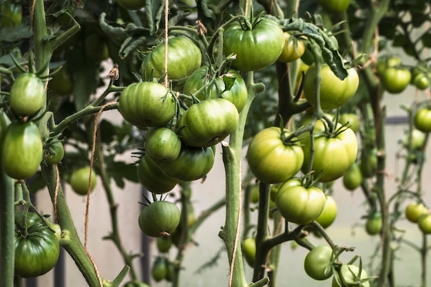 Groene tomaten groeien op wijnstokken in kas