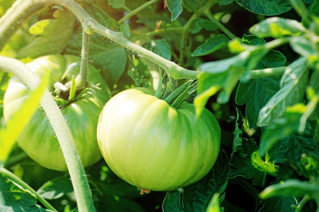 Groene tomaten hangen aan een steel in de tuin Natuurlijke groenten kweken zonder pesticiden en chemicaliën