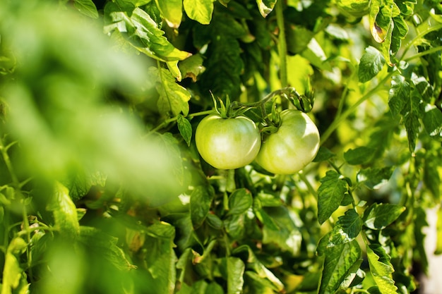 Groene tomaten hangen aan een tak