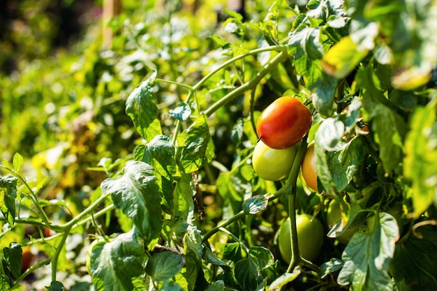 Groene tomaten hangen aan een tak