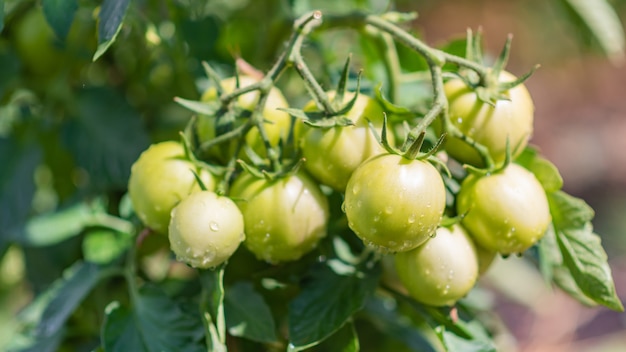 Groene tomaten in de tuin groeien in de zomer in het dorp