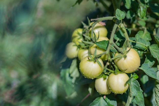 Groene tomaten in de tuin groeien in de zomer in het dorp