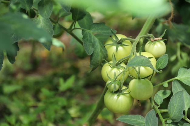 Groene tomaten Landbouw concept Tomatenplanten in kas Groene tomaten plantage Biologisch