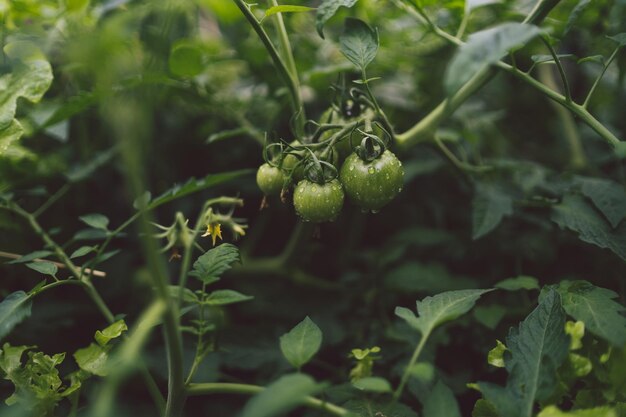 Groene tomaten op een tak groeien in de tuin Het concept van landbouw gezond voedsel en groenten