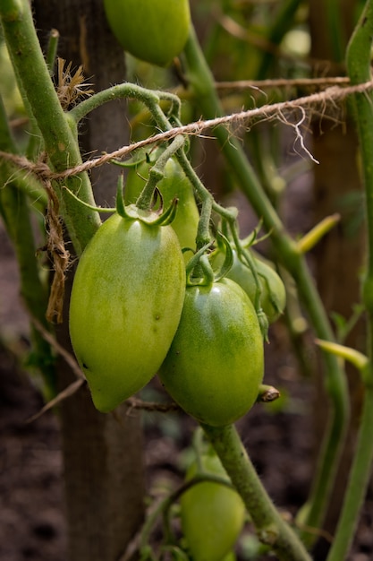 Groene tomaten op een tak in de tuin.