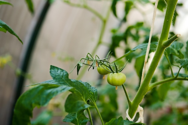 Groene tomaten op een tak Onrijpe groene tomaten Tomaten in de kas