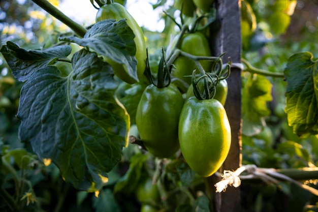 Groene tomaten op het bed van de boer.