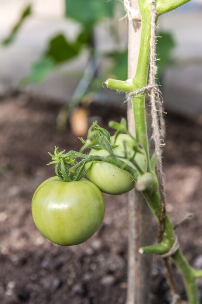 Groene tomaten