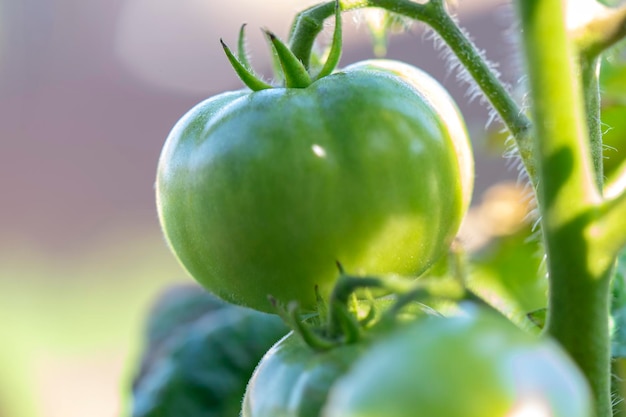 groene tomaten