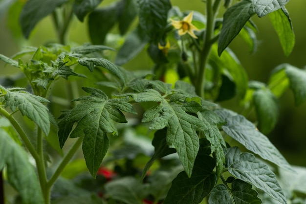 Groene tomatenbladeren close-up