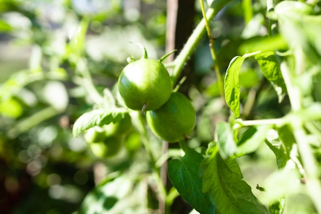 Groene tomatenplant groeiende kas in de takjes zomer close-up
