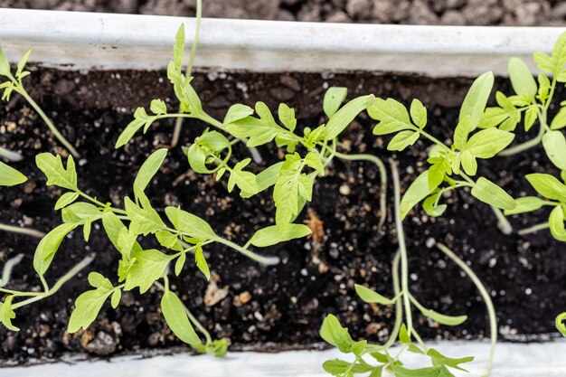 Groene tomatenzaailingen in aarde in doos op de grond