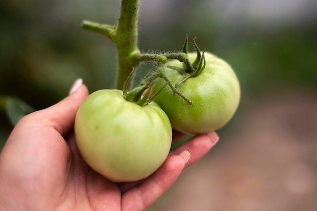 Foto groene tomatto op vrouwenhand close-up