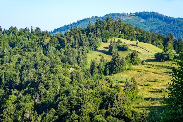 Groene toppen van bergen en bossen en bomen