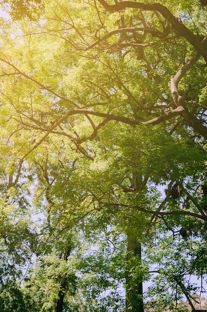 Groene toppen van bomen met zonnestralen die door bladeren komen Prachtig natuurlandschap