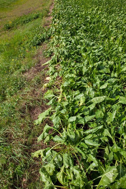 Groene toppen van suikerbieten geteeld op het veld