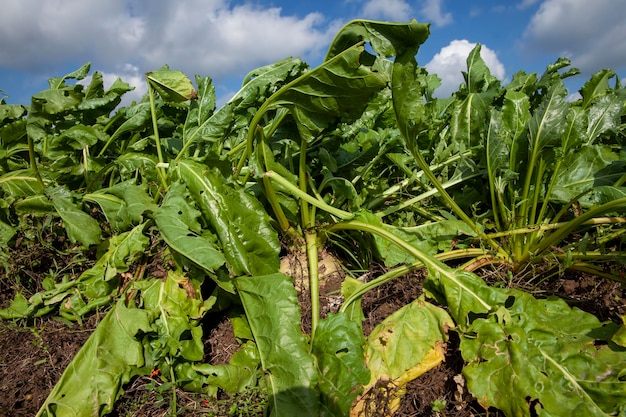 Groene toppen van suikerbieten geteeld op het veld