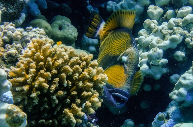 groene triggervis tussen koralen in de Rode Zee