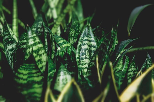 Groene tropische bladeren close-up achtergrond