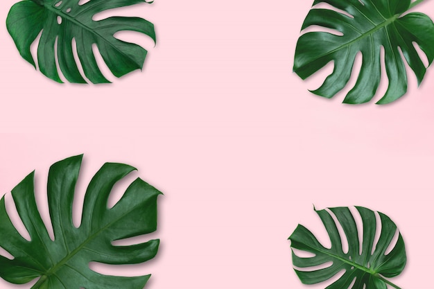 Groene tropische bladeren Monstera op roze achtergrond