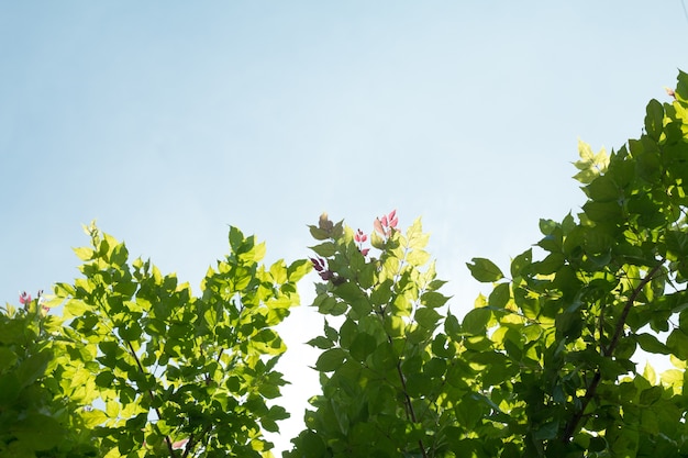 Groene tropische bladeren op de blauwe hemelachtergrond