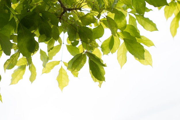 Groene tropische bladeren op een witte achtergrond