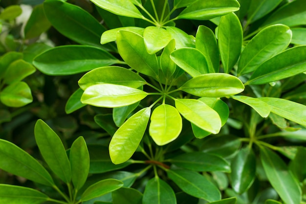 Groene tropische grote bladerenachtergrond