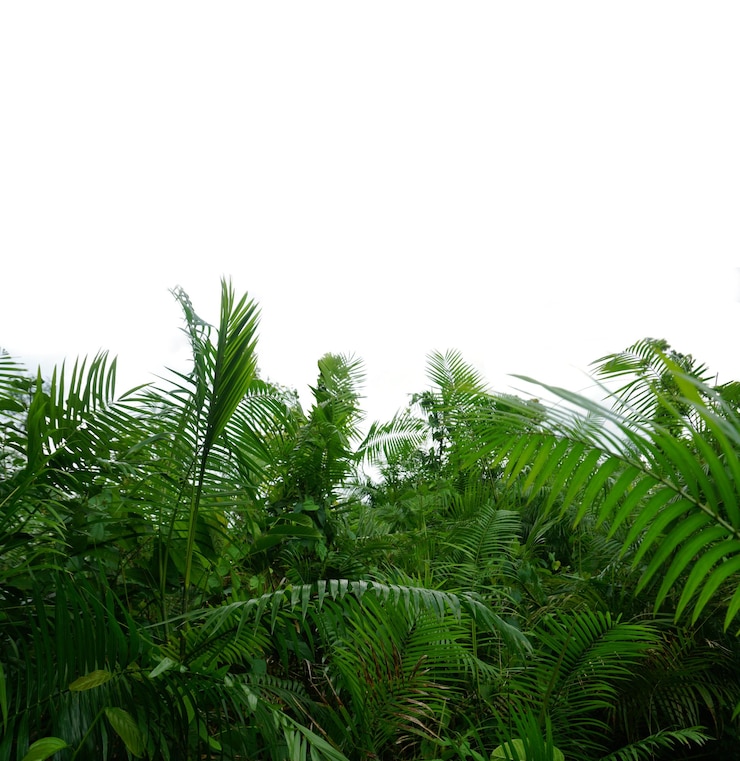 Foto groene tropische jungle geïsoleerd op wit